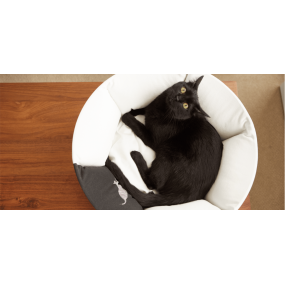 Animal Accessory - Mykotty - Oti Animal Accessory - Mykotty - Oti